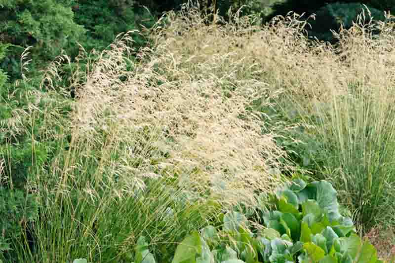Tufted Hairgrass (Deschampsia Caespitosa) 15cm