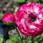 Plant spring bulbs - online plant nursery cape town