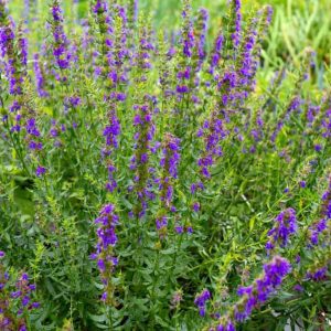 Hyssop (Hyssopus officinalis) 15cm Pot