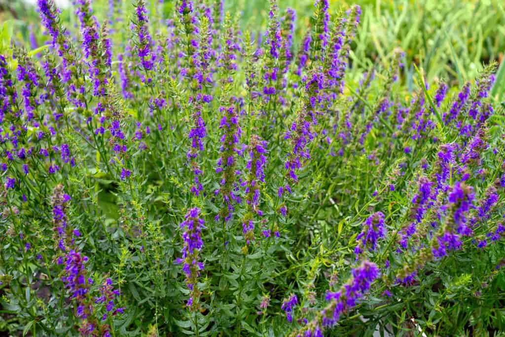 Hyssop (Hyssopus officinalis) 15cm Pot