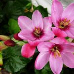 Plant spring bulbs - online plant nursery cape town