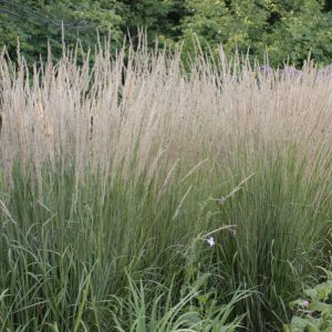 Calamagrostis 17cm Pot (Karl Foerster)
