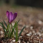 Plant spring bulbs - online plant nursery cape town
