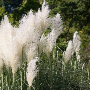 Grasses / Ornamental