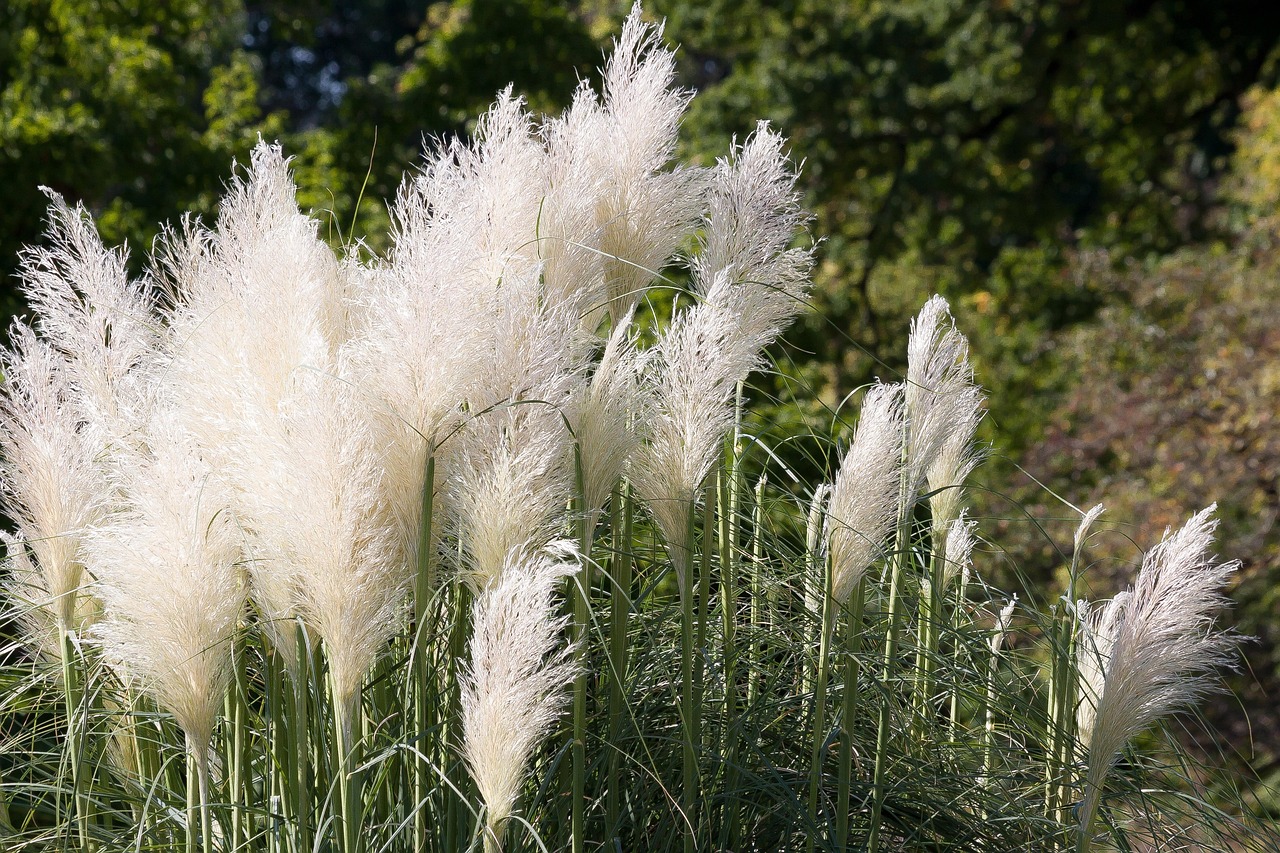 ornamental grasses