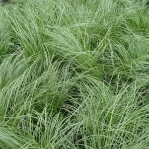 Carex Alba 'Sea Green' (Carex Albula) 15cm Pot