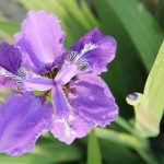 Plant spring bulbs - online plant nursery cape town