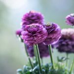 Plant spring bulbs - online plant nursery cape town