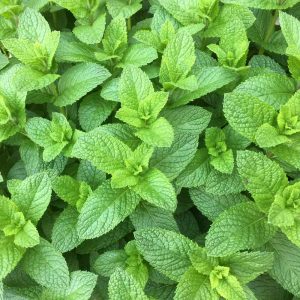 Spearmint (Mentha spicata) 15cm