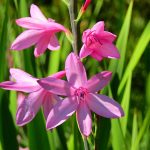 Plant spring bulbs - online plant nursery cape town