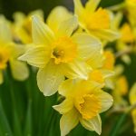 Plant spring bulbs - online plant nursery cape town