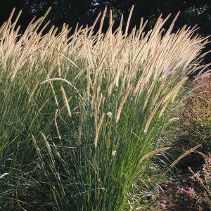 African Feather Grass (Pennisetum Macrourum) 17cm Pot