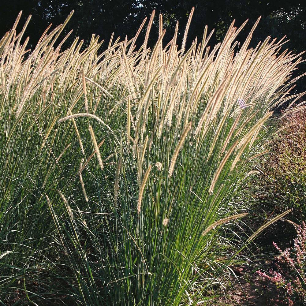 African Feather Grass (Pennisetum Macrourum) 17cm Pot