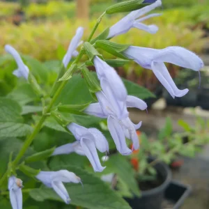 SALVIA GUARANTICA - "Argentine Skies" 17cm
