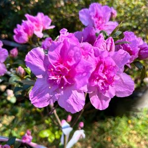 AZALEA GRANDIFLORA (Magenta)  17cm