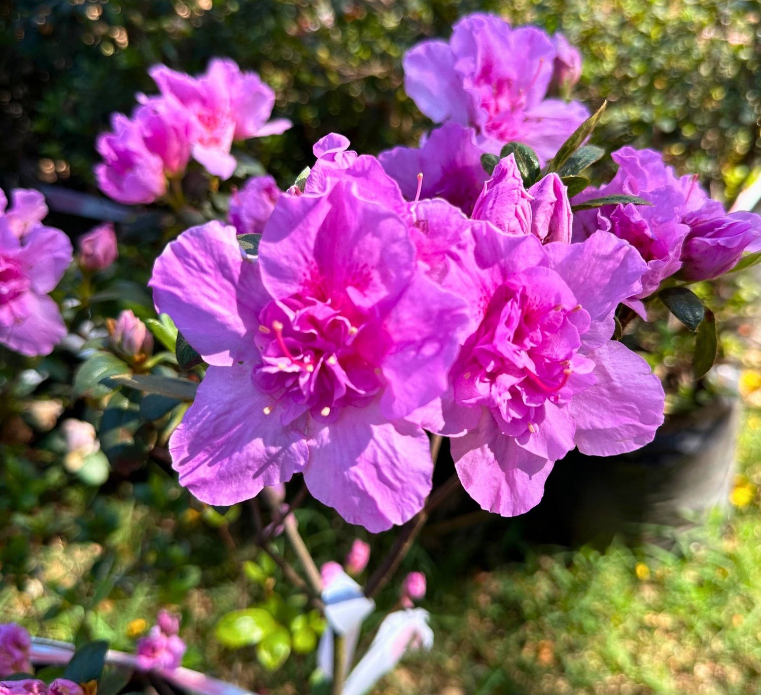 AZALEA GRANDIFLORA (Magenta) 17cm