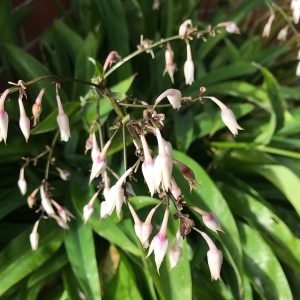 ARTHROPODIUM CIRRATUM