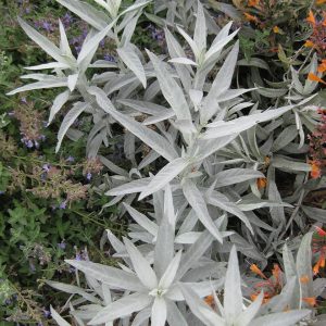 White sagebrush