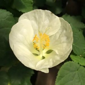 Trailing Abutilon (Abutilon Megapotamicum) White 17cm
