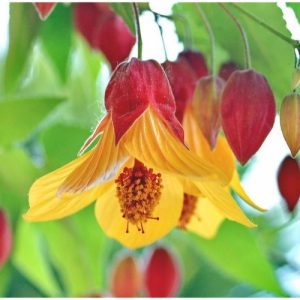 Trailing Abutilon 'Kentish Belle' (Abutilon Megapotamicum)17cm
