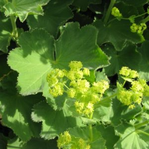 Lady's Mantle (Alchemilla Mollis) 15cm
