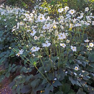 ANEMONE JAPONICA "Honorine Jobert"