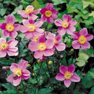 ANENOME JAPONICA "September Charm" (Pink)  17cm