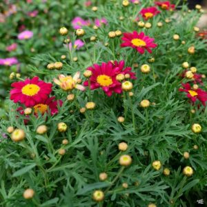 Shasta Daisy (Argyranthemum Frutescens) 'Compact Red' 15cm