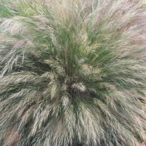 ARISTIDIA JUNCIFORMIS 15cm