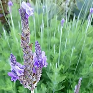 Australian Lavender (Lavandula Sidonie) 15cm