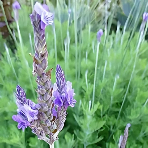 Australian Lavender (Lavandula Sidonie) 15cm