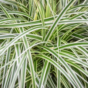 CAREX "Silver Falls" 15cm