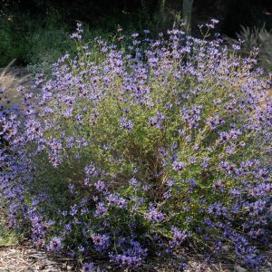 SALVIA CLEVELANDII 15cm