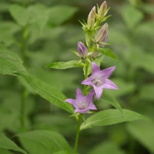 Bellflower 'Common Blue' (Campanula Latifolia) 15cm