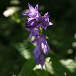 Bellflower 'Lilac Blue' (Campanula Latifolia) 15cm