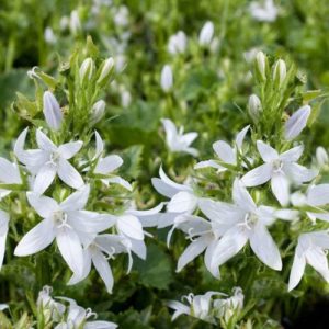Bellflower 'E H Frost' (Campanula Poscharskyana) White 15cm