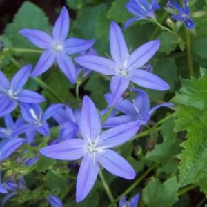 Serbian Bellflower 'Stella' (Campanula Poscharskyana) 15cm