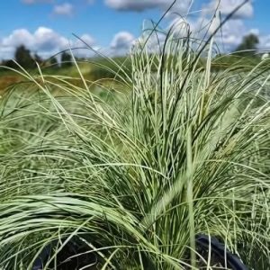 Carex 'Frosted Curls' (Carex Comans) 15cm