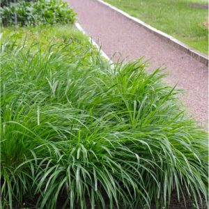Japanese Sedge (Carex Morrowii) 15cm