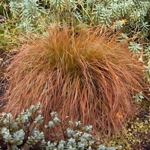 Orange New Zealand Sedge (Carex Testacea) Bronze 15cm