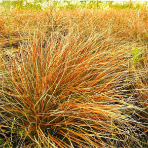 Carex 'Prairie Fire' (Carex Testacea) Orange 15cm