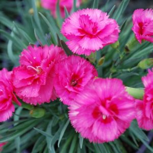 Dianthus 'Slap n Tickle' (Dianthus Hybrid Scent First) 15cm