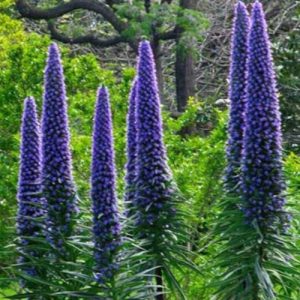 Pride of Madeira (Echium Fastuosum) 17cm