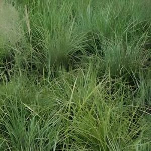 Weeping Love Grass (Eragrostis Curvula) 15cm