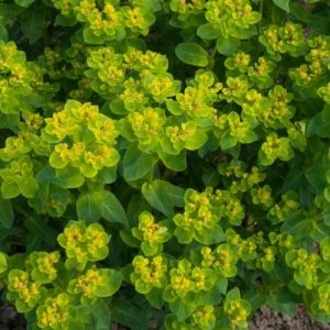 Cushion Spurge (Euphorbia Villosa) 15cm