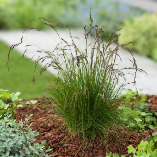 Amethyst Fescue (Festuca Amethystina) 15cm