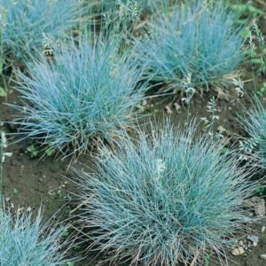 Blue Fescue (Festuca Glauca 'Blaufuchs') 15cm