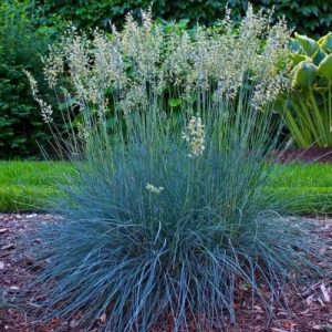 Blue Select Fescue (Festuca Glauca 'Blue Select') 15cm
