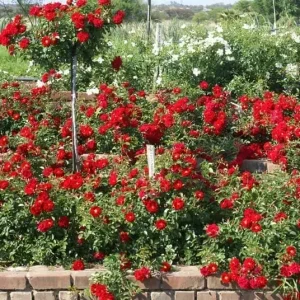 ROSE - FIERY SUNSATION - (groundcover) 17cm