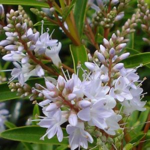 Hebe 'Lavender Lace' - White 15cm